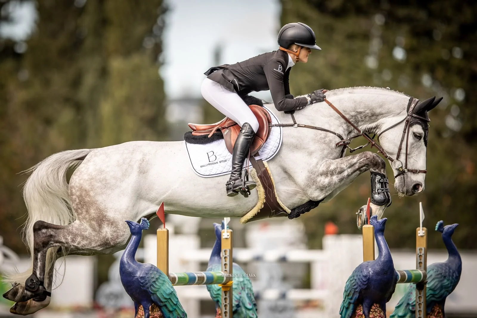 Grey sport horse and rider clearing a show jump